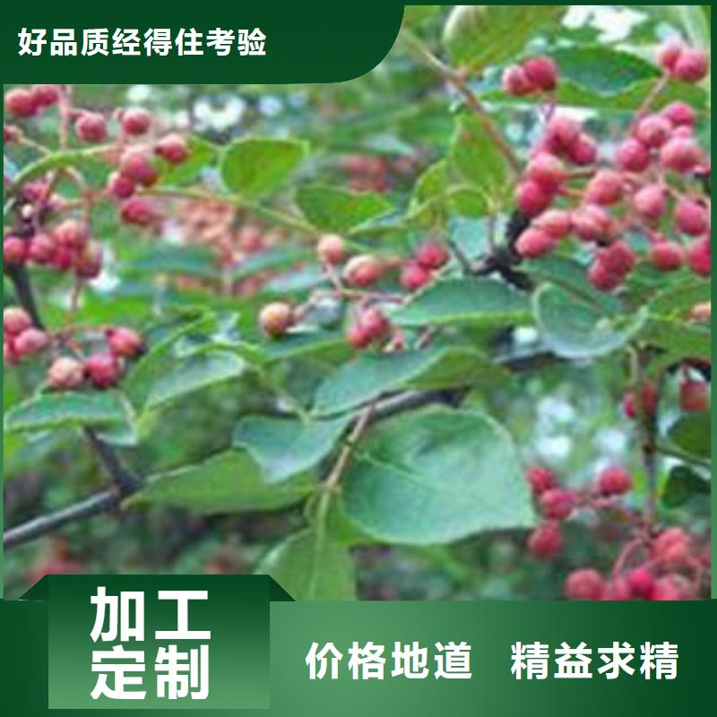 质量优的花椒树苗品牌厂家