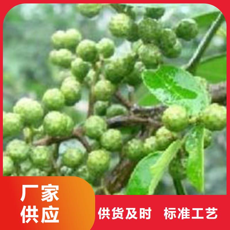 采购花椒树苗必看-质量优