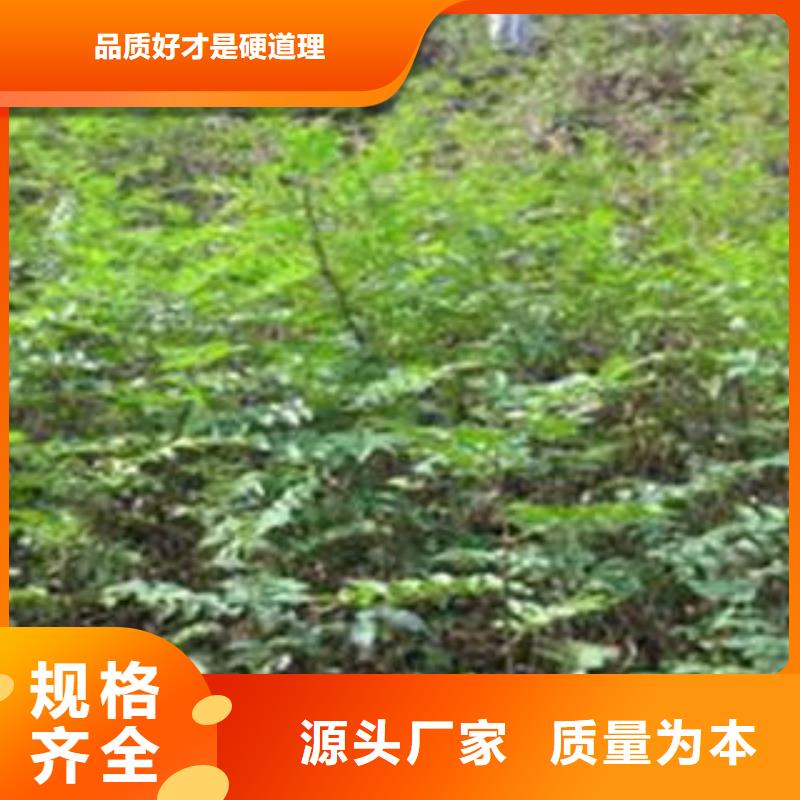 花椒树苗-花椒树苗专业生产