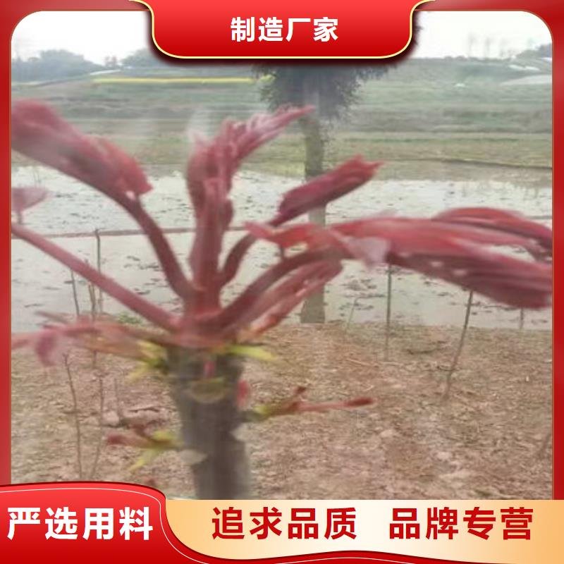 香椿树苗出厂价