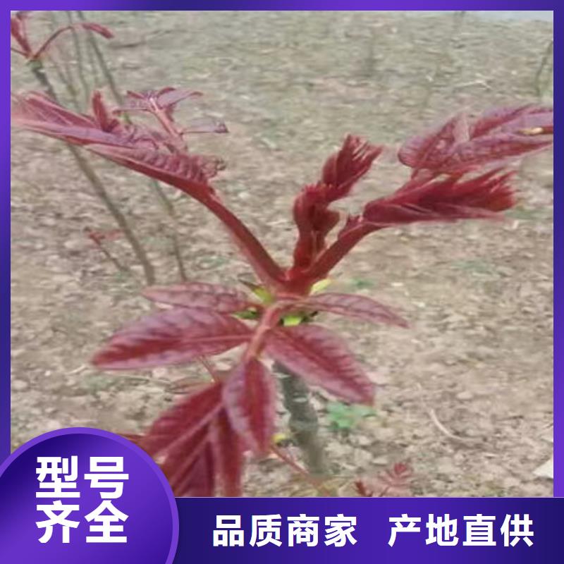 香椿树苗优选商家