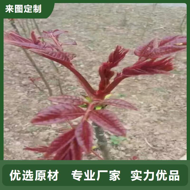 香椿树苗出厂价
