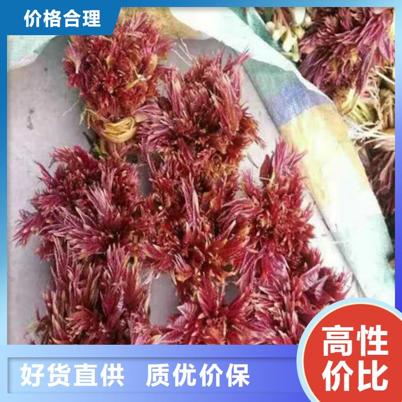 采购香椿树苗必看-售后保障