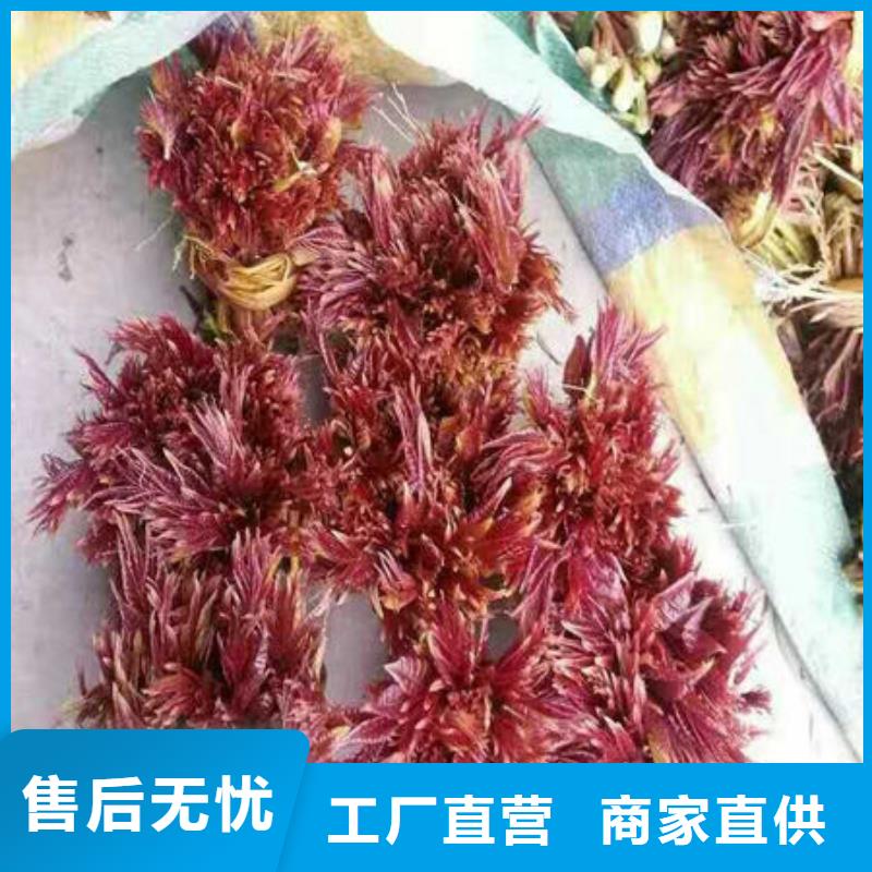【图】香椿树苗厂家批发