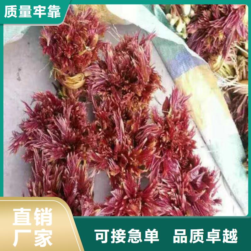 香椿树苗质量可靠