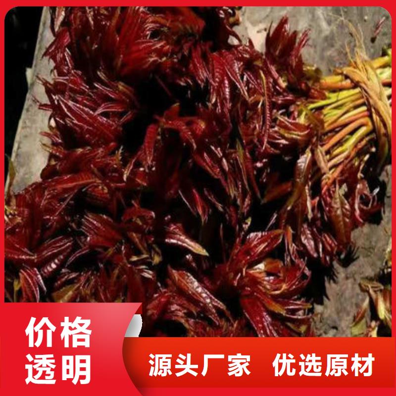 供应香椿树苗_厂家/供应