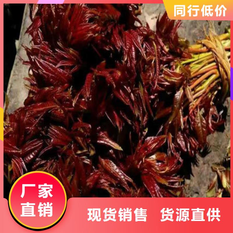 香椿树苗-常规货源当天发出