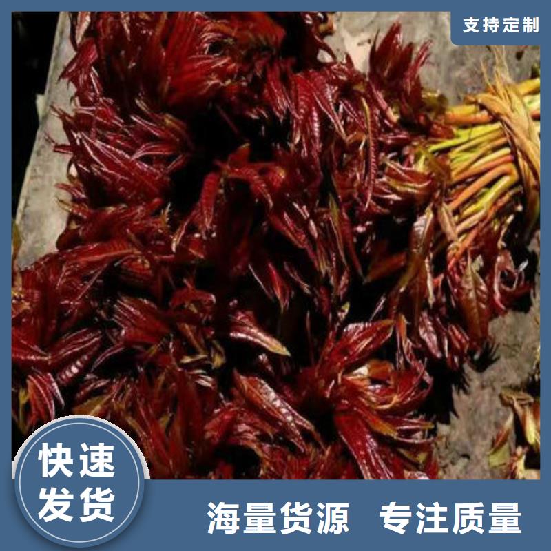 香椿树苗定做厂家