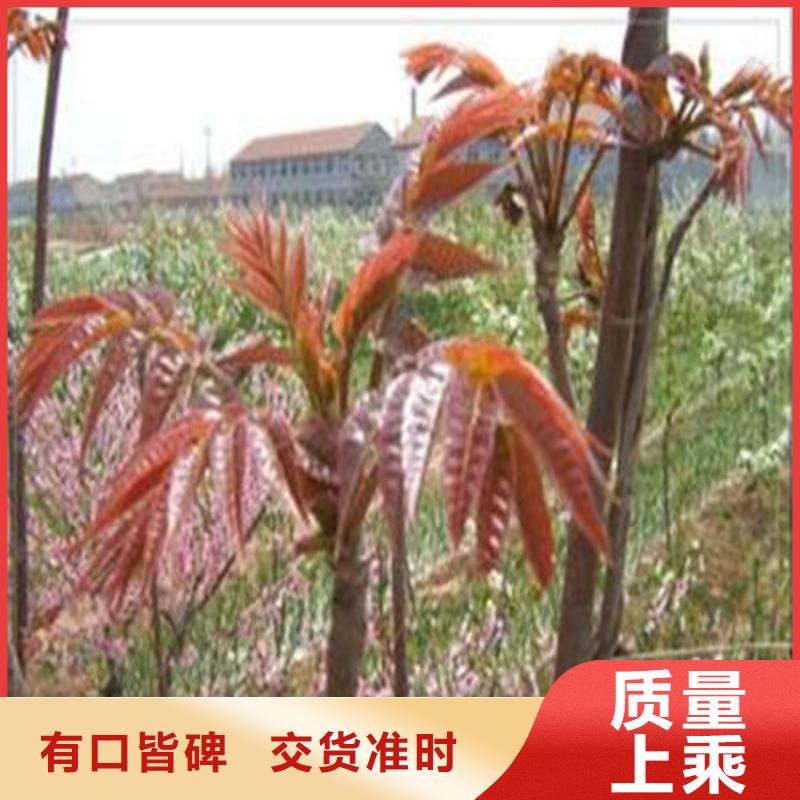香椿树苗出厂价