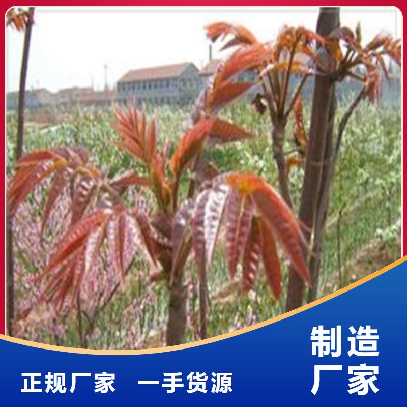 香椿树苗找泰源苗木基地