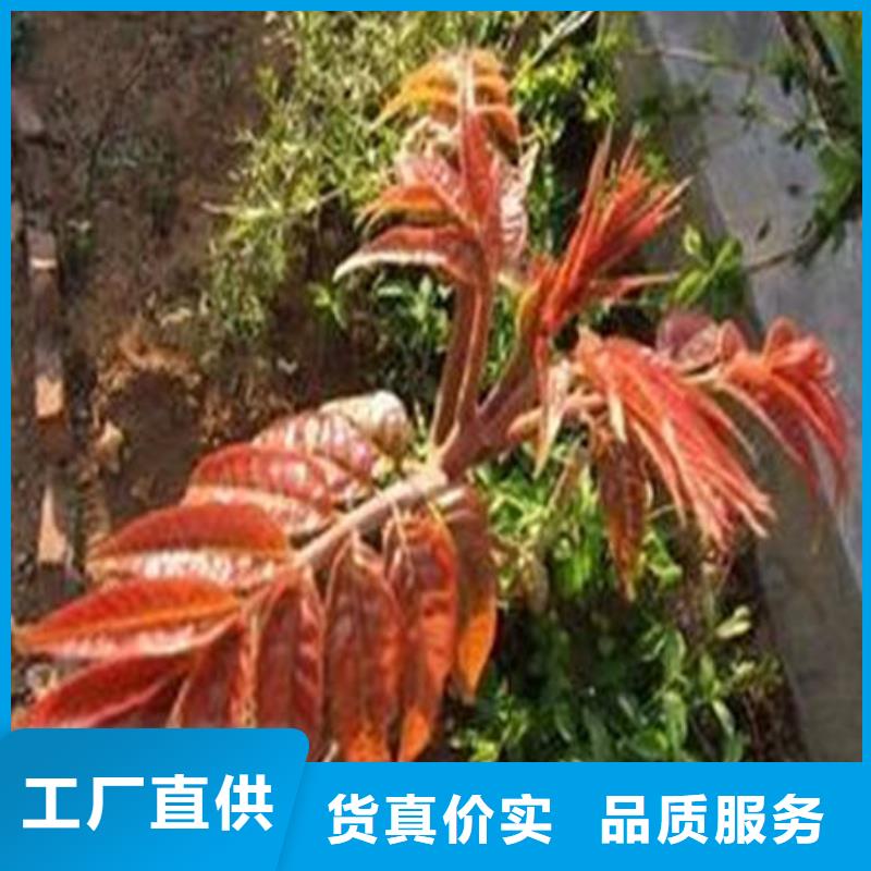 质量可靠的香椿树苗批发商