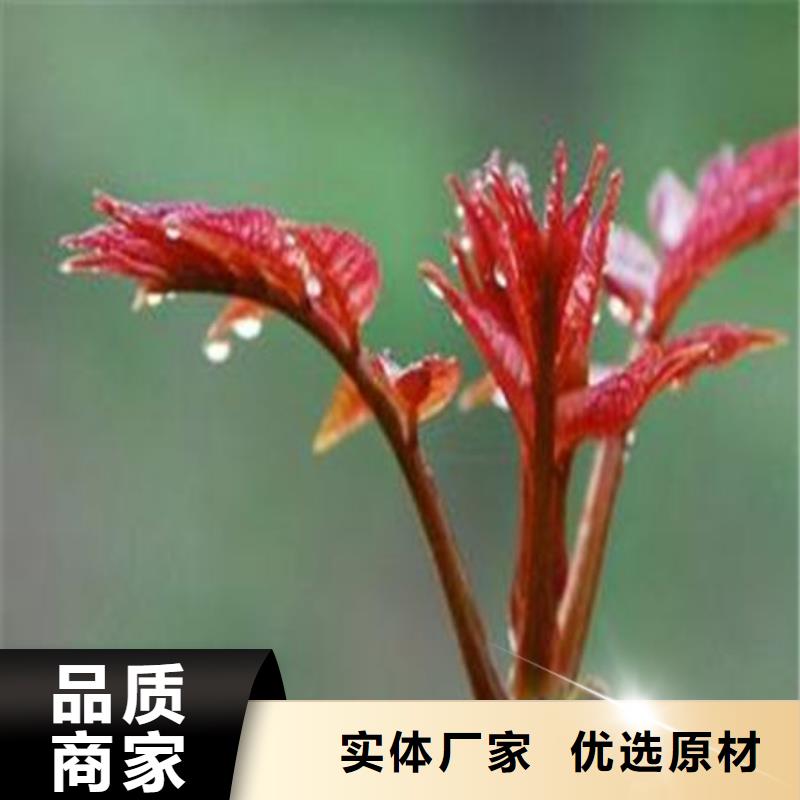 质量可靠的香椿树苗批发商