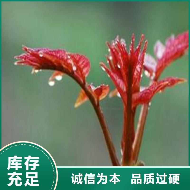发货及时的香椿树苗厂家
