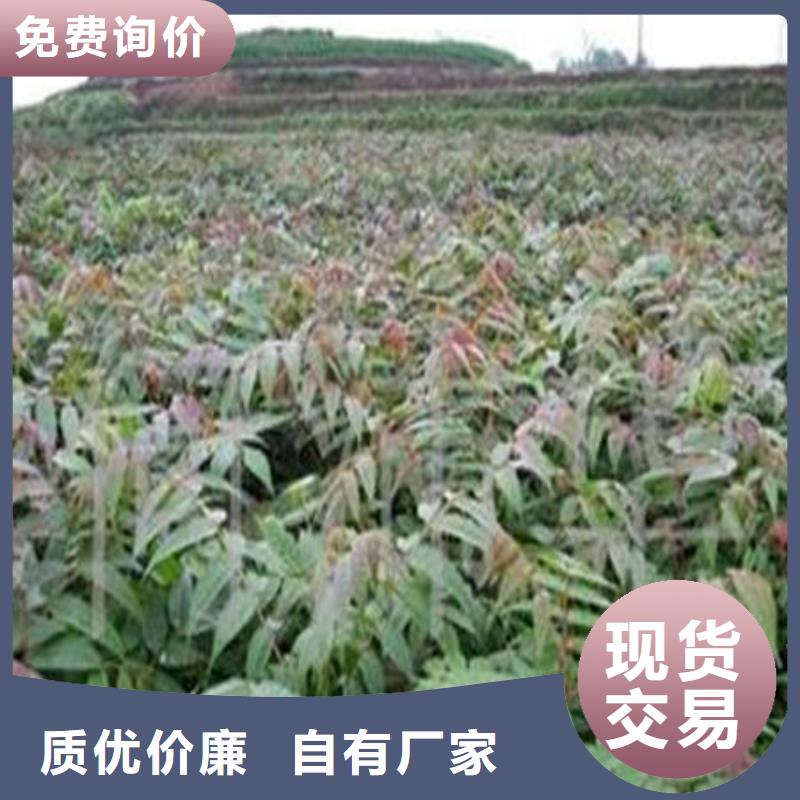 香椿树苗供货及时保证工期