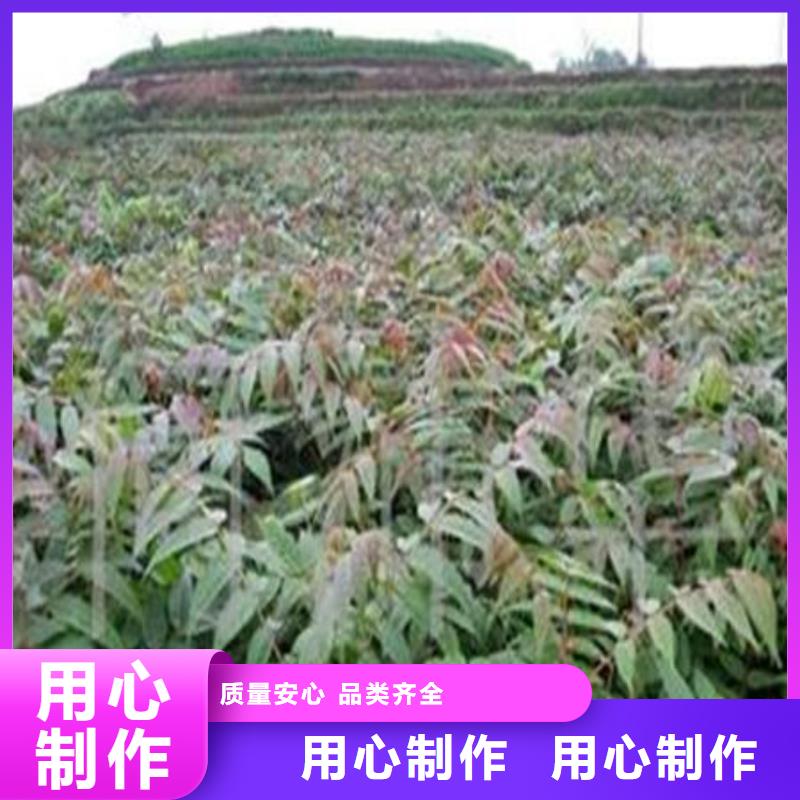 香椿树苗质量可靠