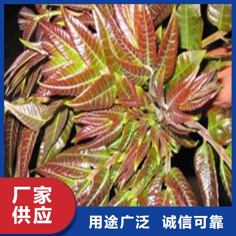 香椿树苗源头工厂