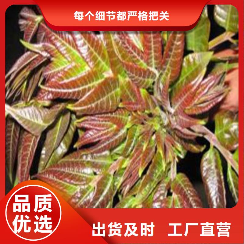 厂家批发香椿树苗_香椿树苗