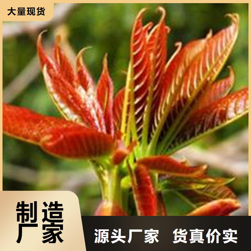 欢迎访问-香椿树苗