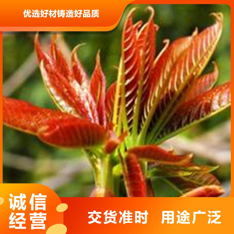 买香椿树苗-现货充足有保障