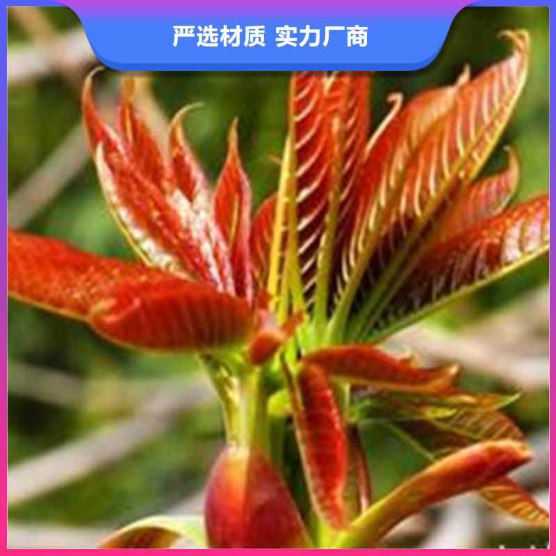 【图】香椿树苗厂家批发