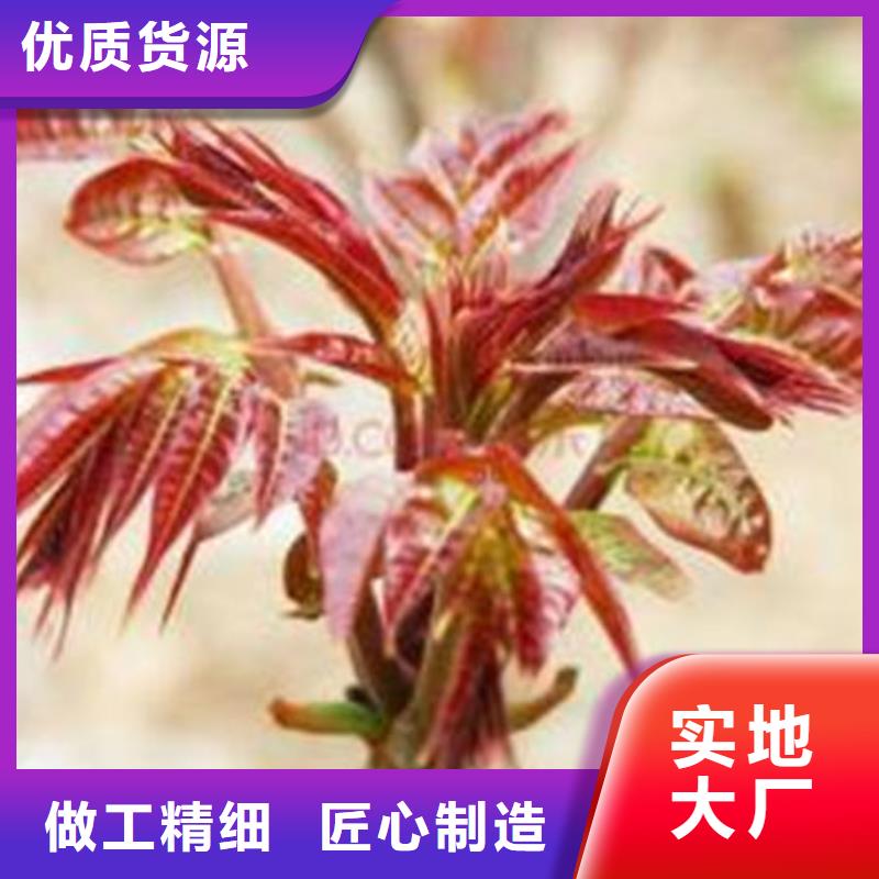 香椿树苗出厂价