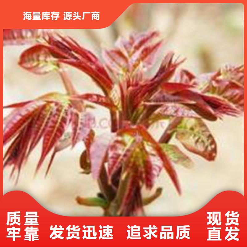 香椿树苗_服务优质