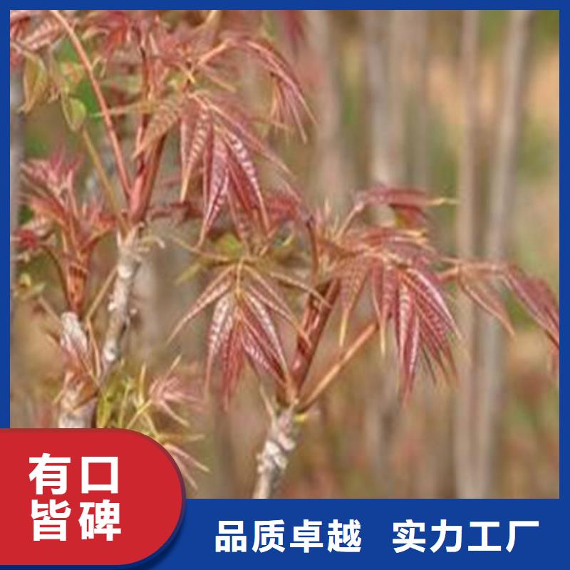 香椿树苗优选商家