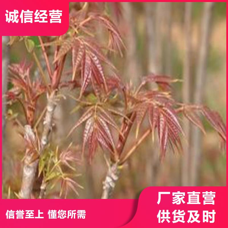 香椿树苗出厂价