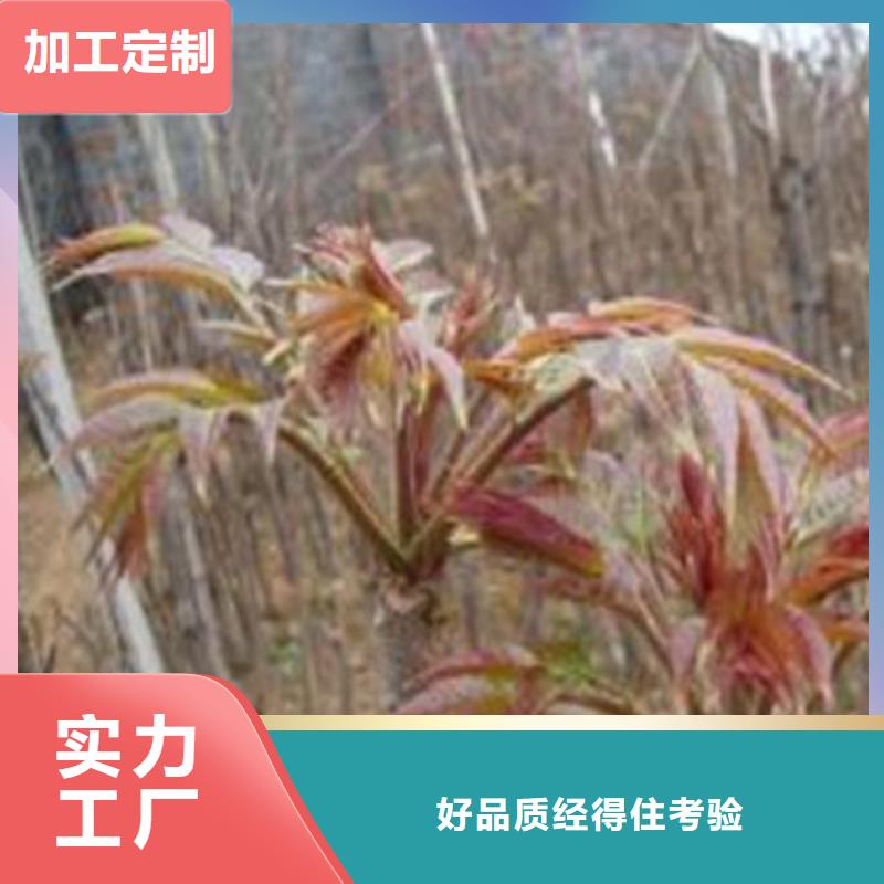 香椿树苗供货及时保证工期