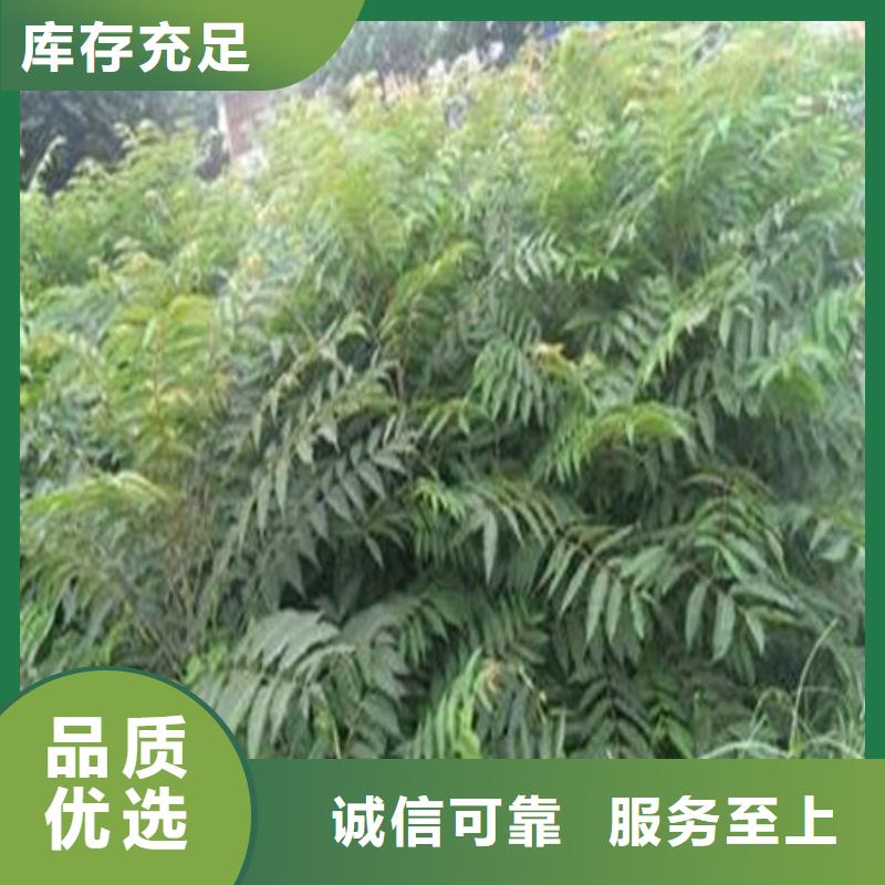 欢迎访问-香椿树苗
