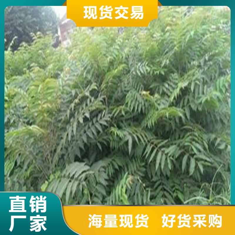 香椿树苗-为您
