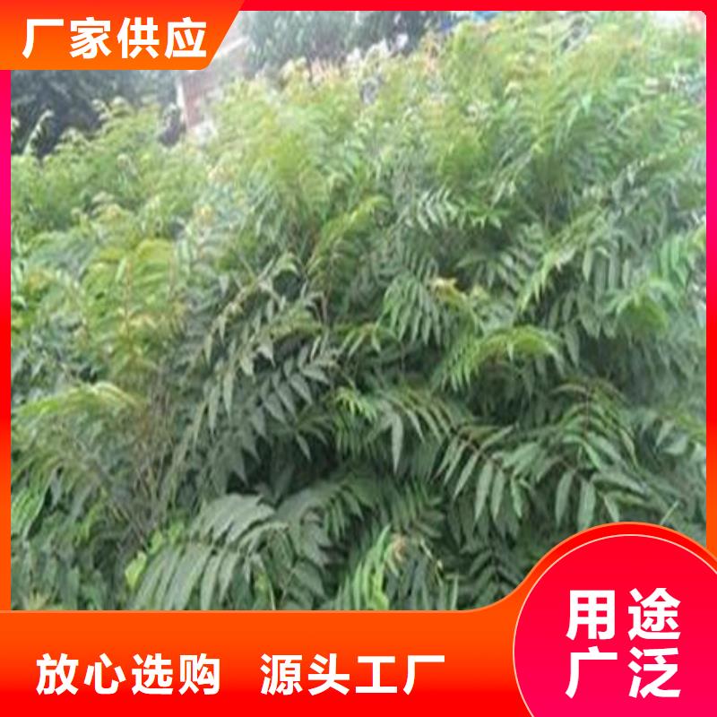 香椿树苗-为您