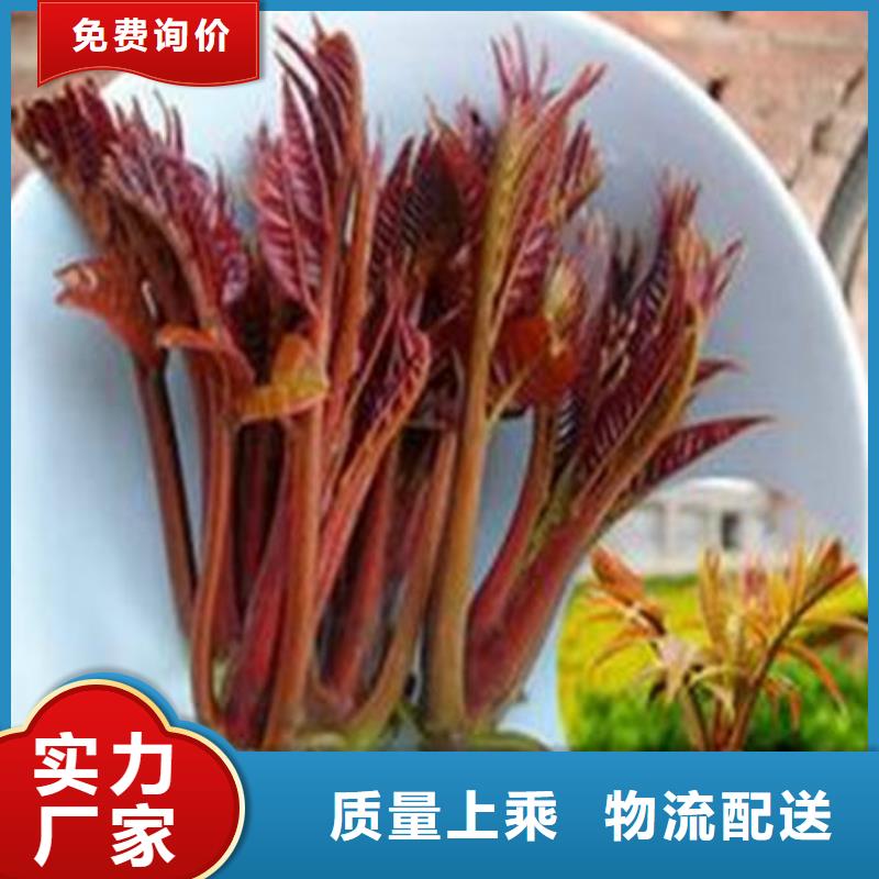 香椿树苗源头工厂