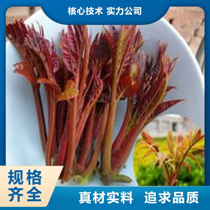 香椿树苗找泰源苗木基地