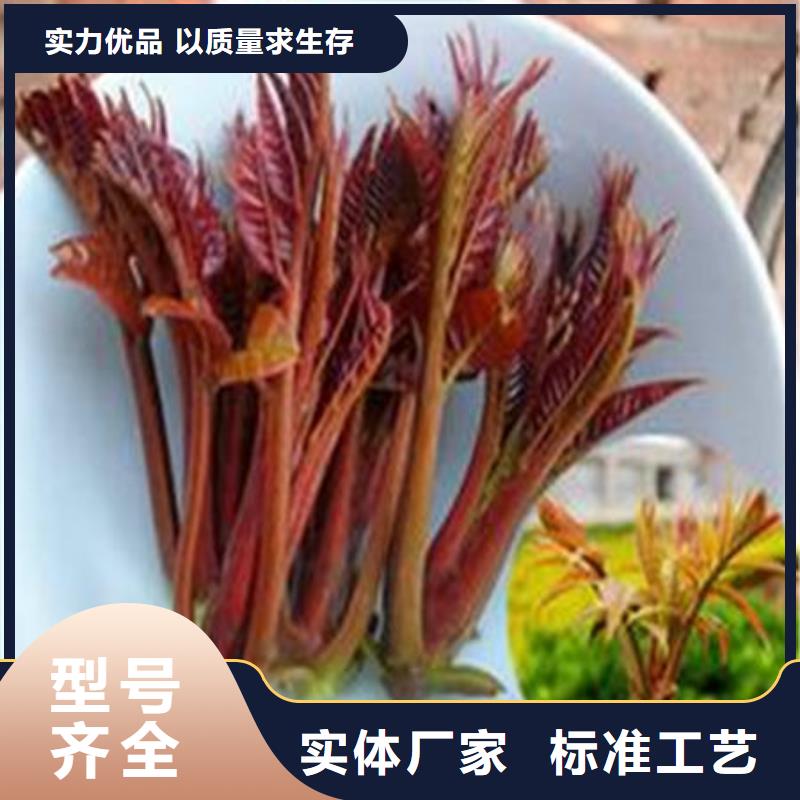 香椿树苗、香椿树苗厂家直销_大量现货