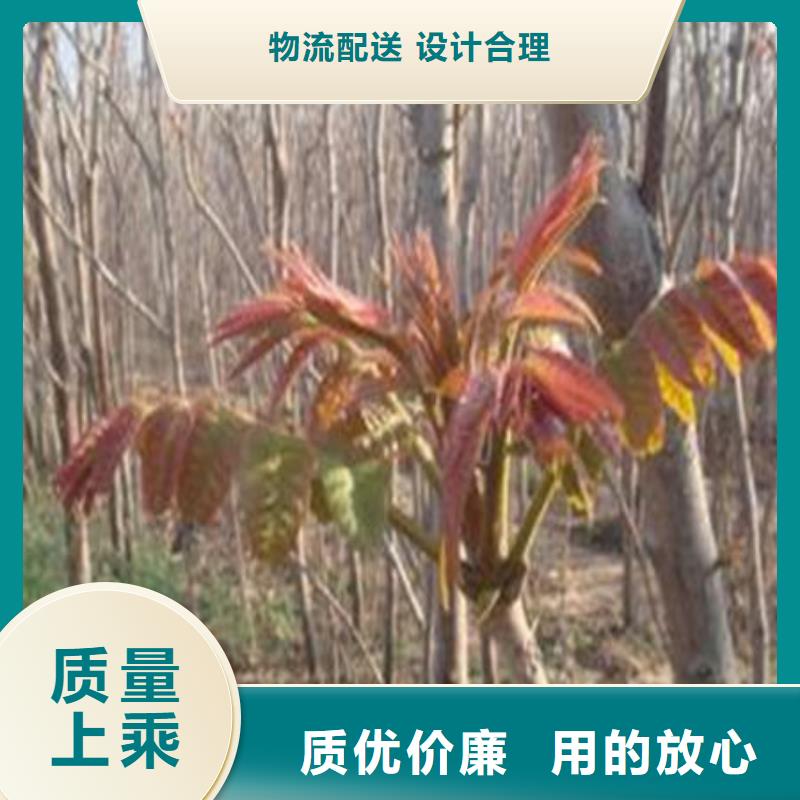 香椿树苗_服务优质
