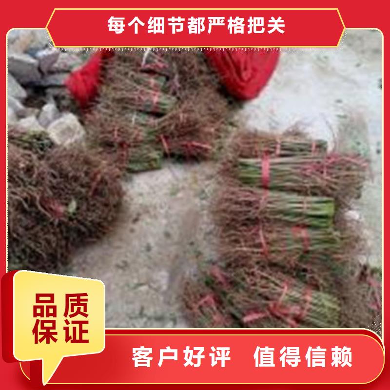 正宗香椿树苗生产厂家-欢迎来电