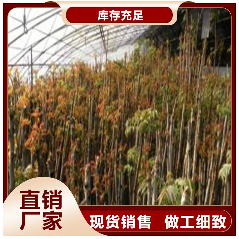 香椿树苗出厂价