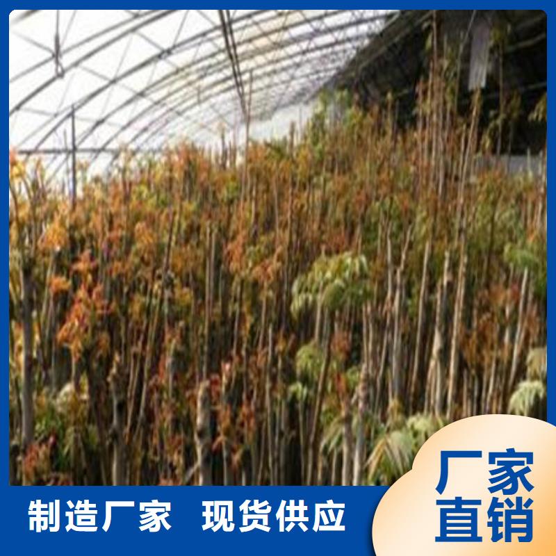 质量可靠的香椿树苗批发商
