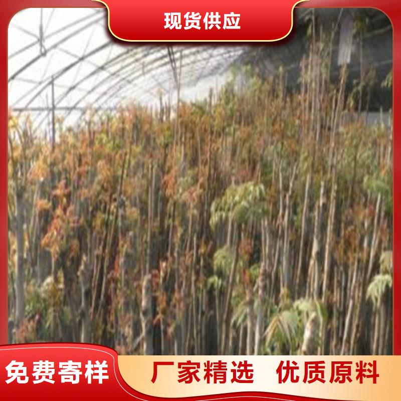 香椿树苗找泰源苗木基地