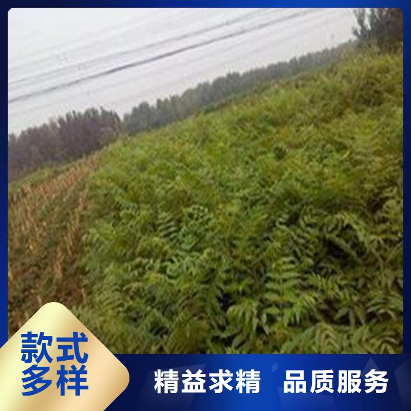 买香椿树苗-现货充足有保障