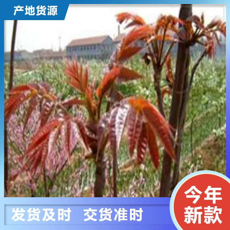 正宗香椿树苗生产厂家-欢迎来电