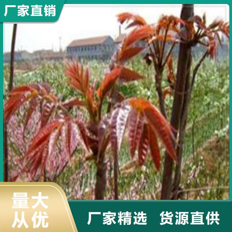 发货及时的香椿树苗厂家
