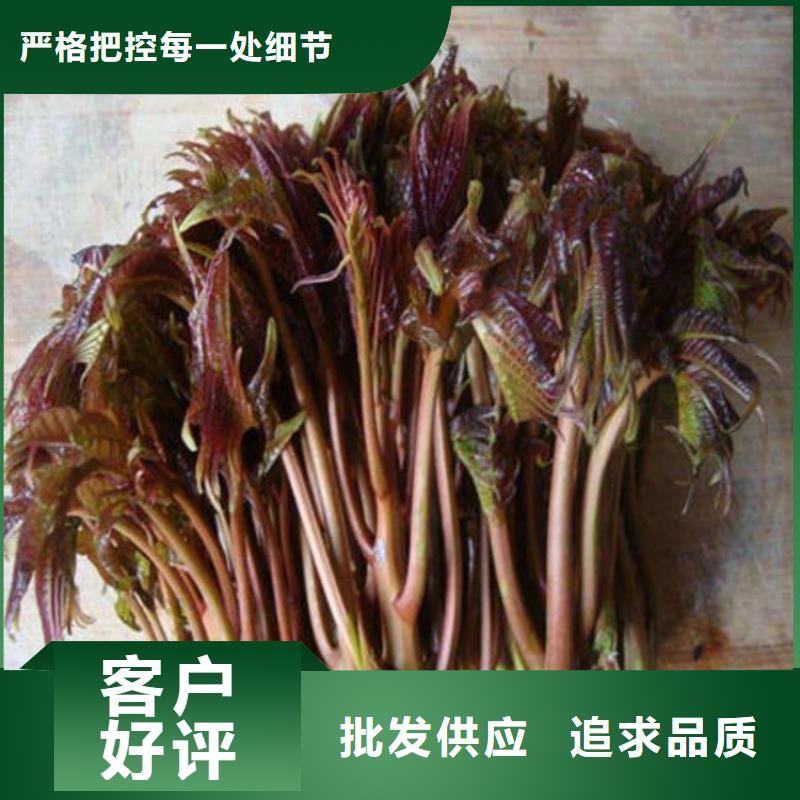 香椿树苗厂家价格透明