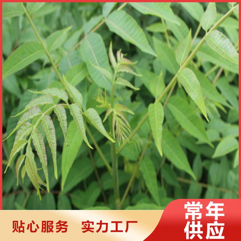 【图】香椿树苗厂家批发