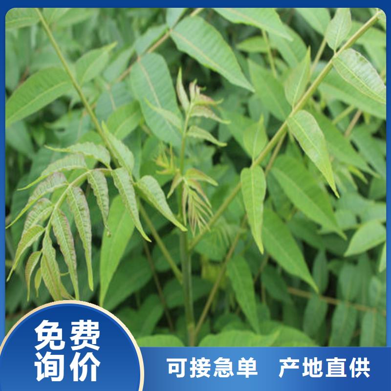 香椿树苗找泰源苗木基地