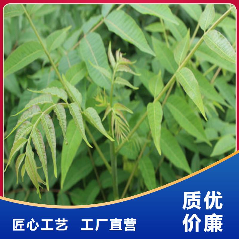 定制香椿树苗的销售厂家