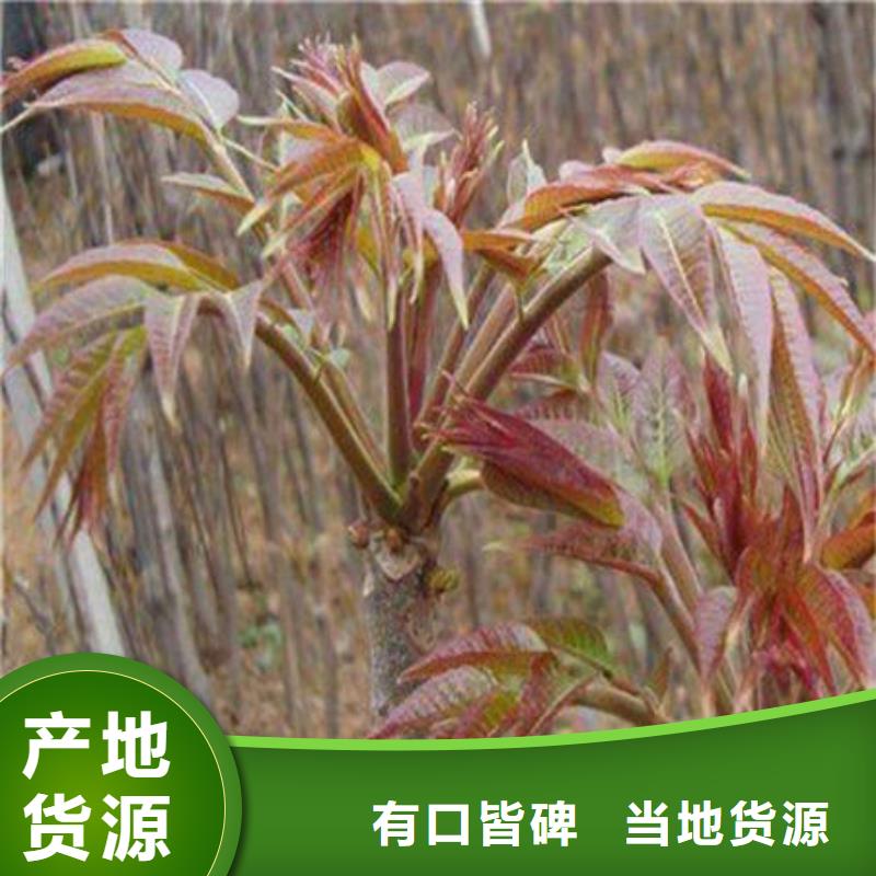 香椿树苗厂家价格透明