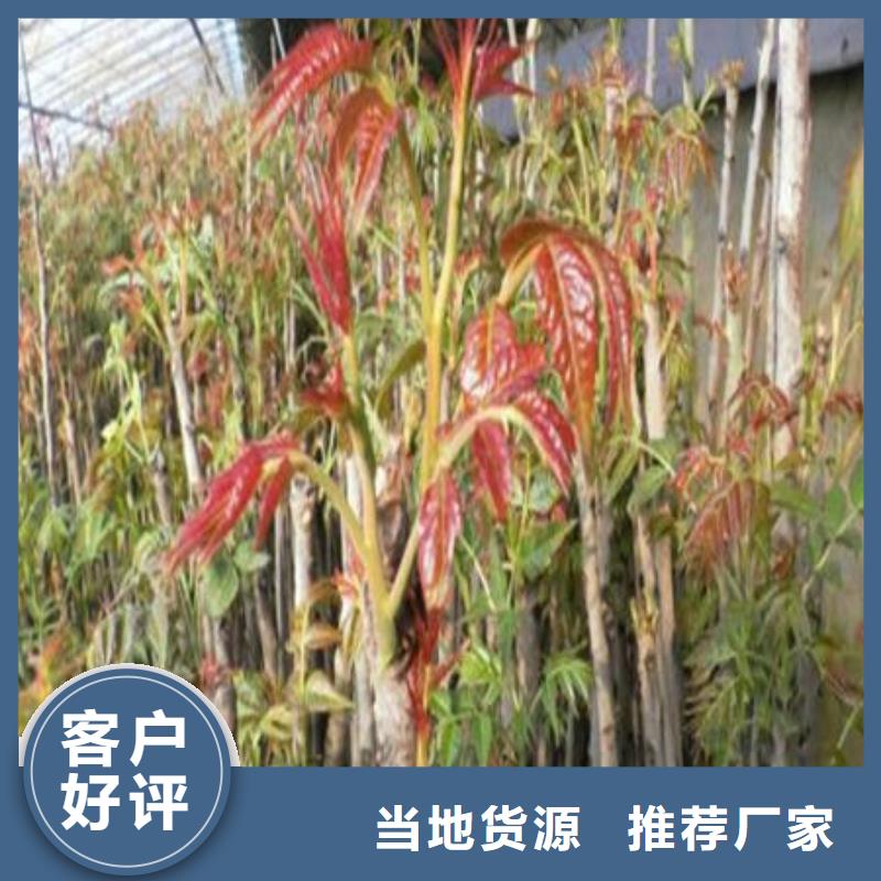 香椿树苗口碑评价