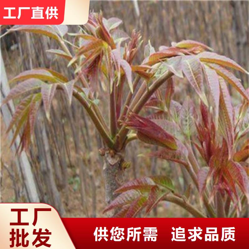 正宗香椿树苗生产厂家-欢迎来电